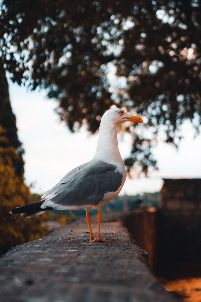 Photograph by Robert Fülöp