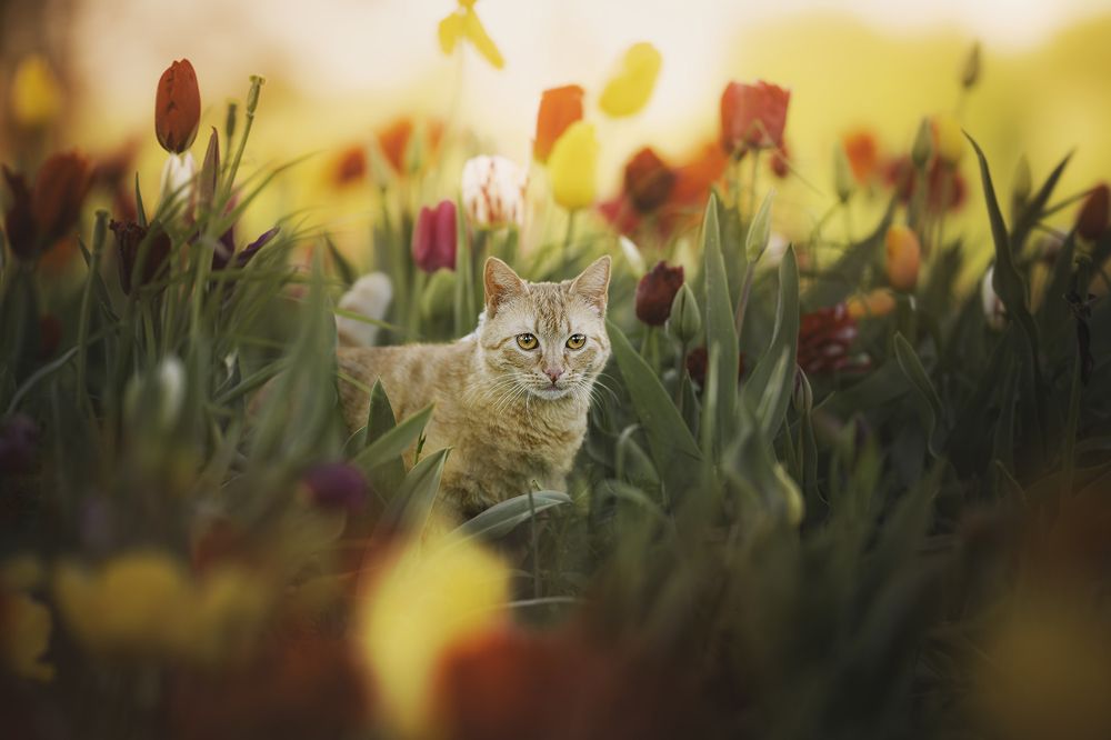 Photograph by Laura Petermans