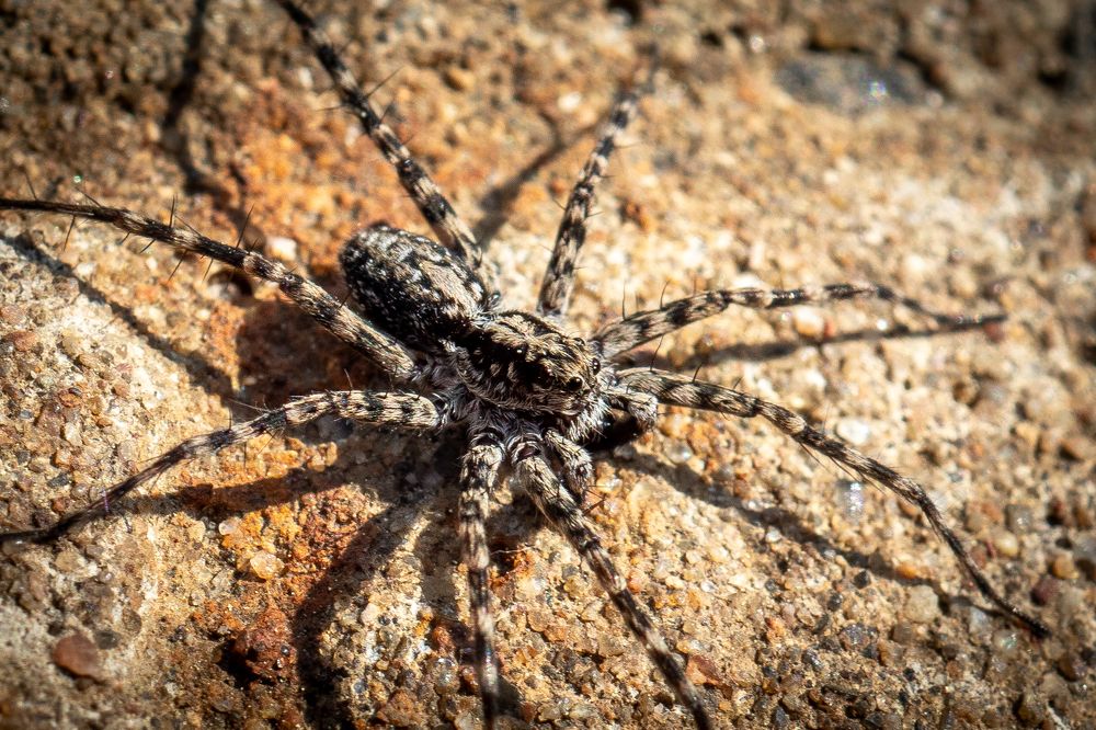 Acantholycosa