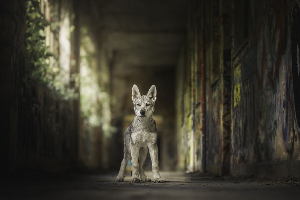 Photograph by Laura Petermans