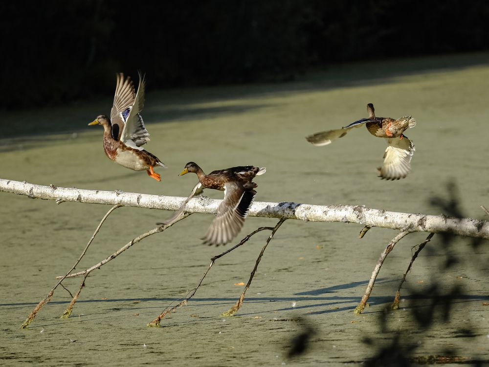 Photograph by Екатерина Колот