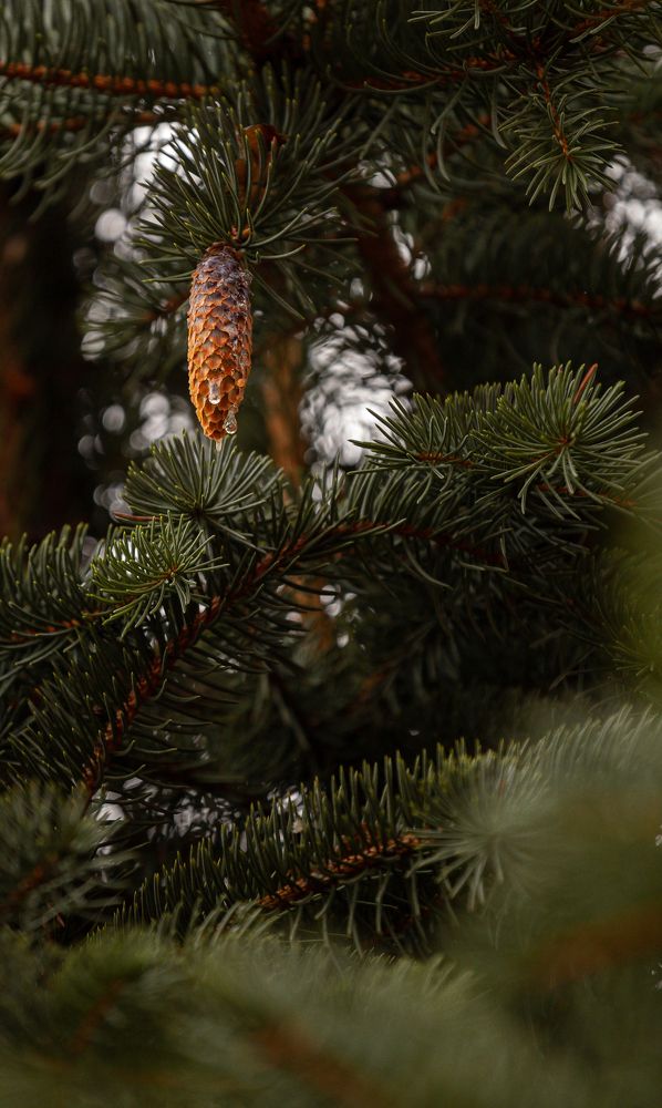 Photograph by Екатерина Колот