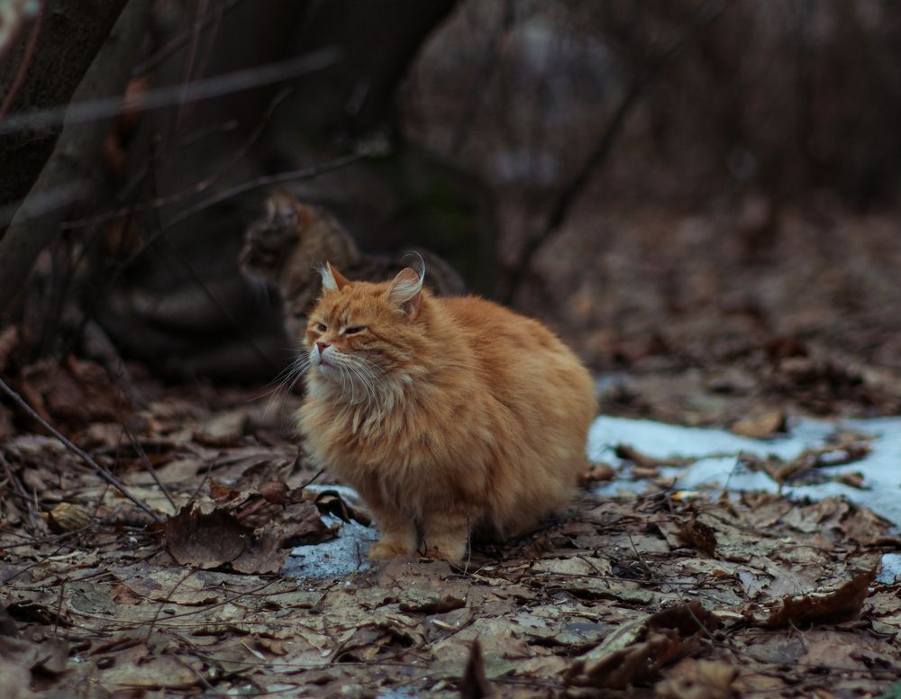 Photograph by Лазарев Евгений