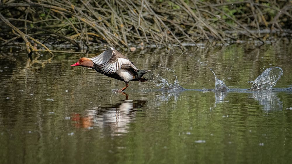 Photograph by Andrea Barlotti