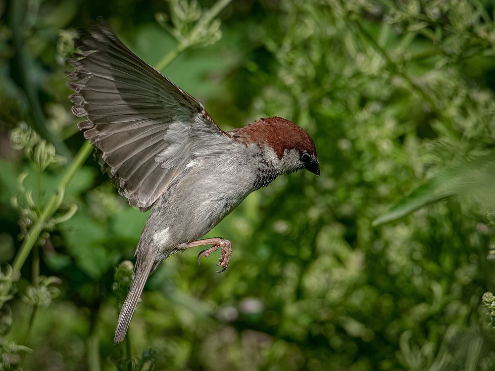 Photograph by Andrea Barlotti