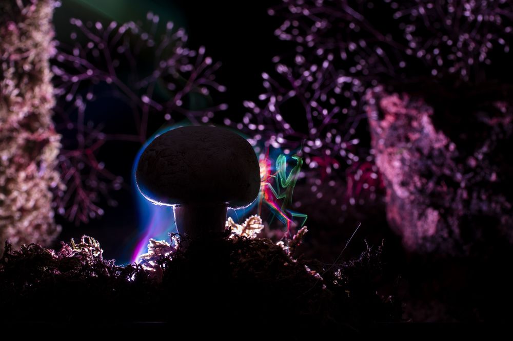 Photograph by FABIO SARTORI