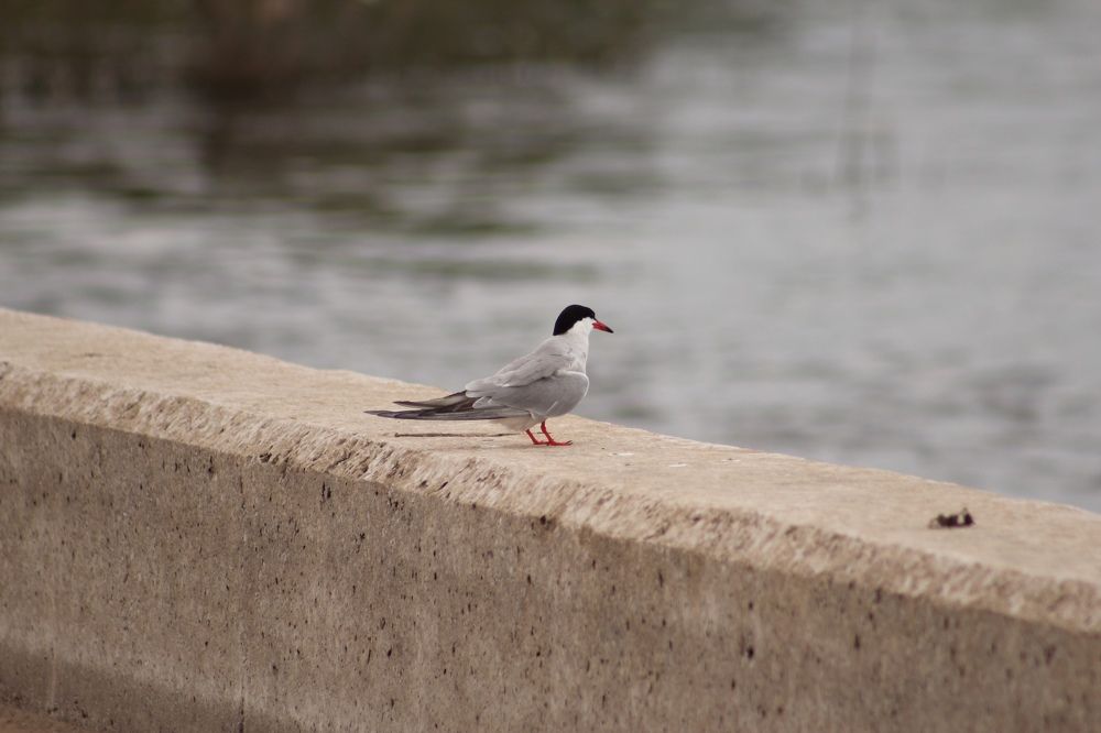 Photograph by Ирина Шибитова