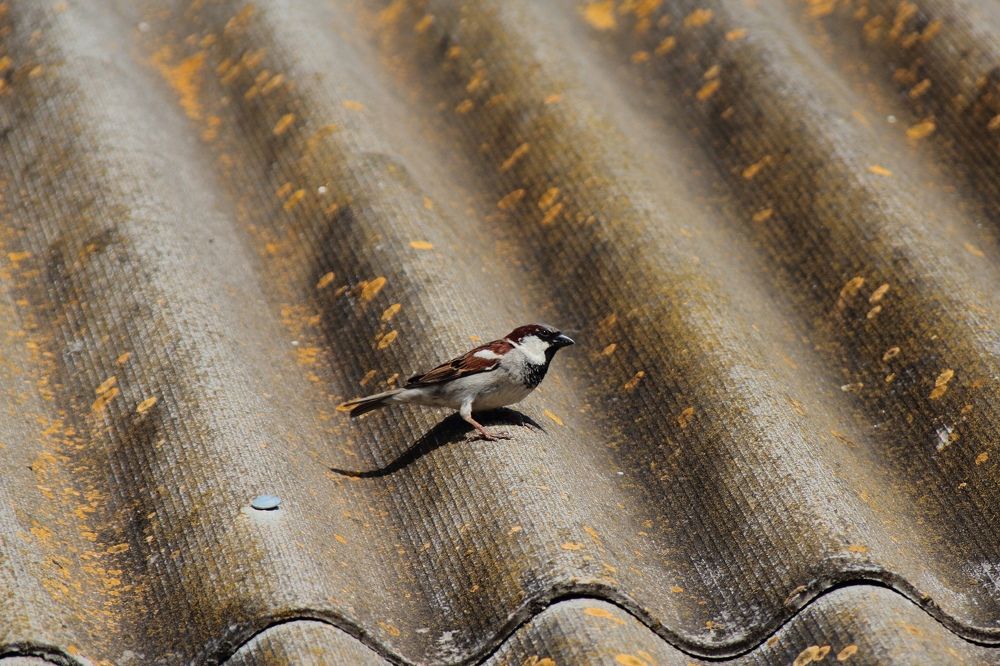 Photograph by Ирина Шибитова