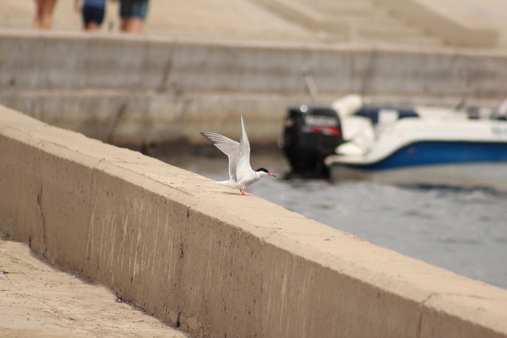 Photograph by Ирина Шибитова