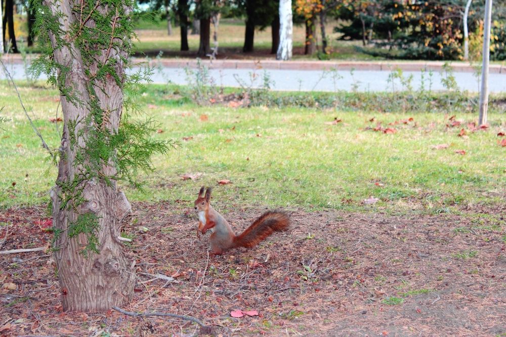 Photograph by Ирина Шибитова