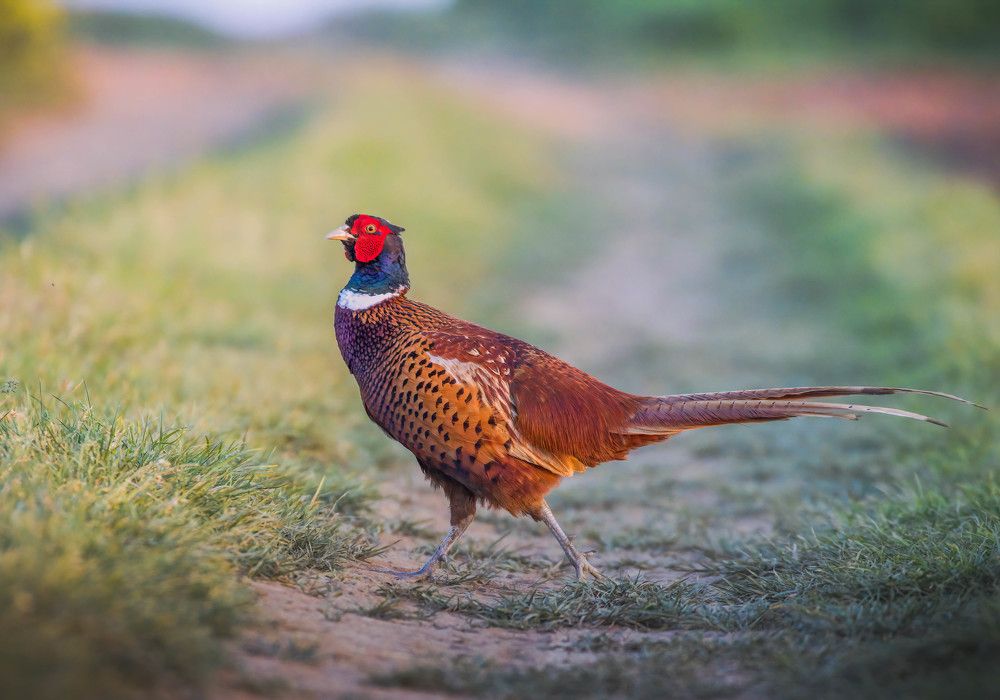 Common pheasant show