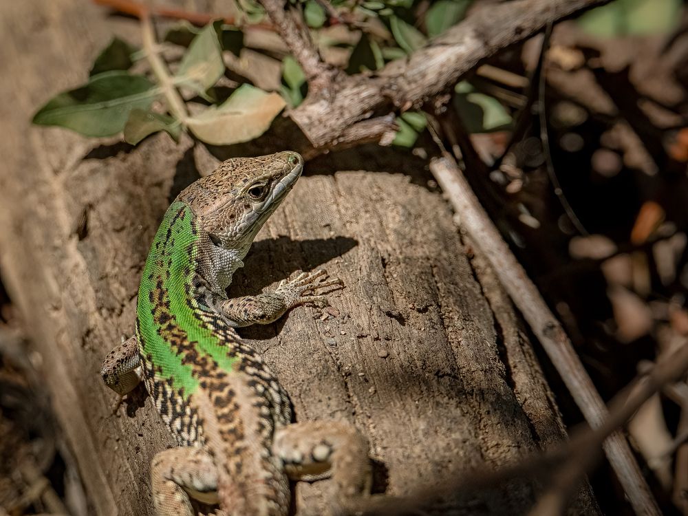 Photograph by Andrea Barlotti