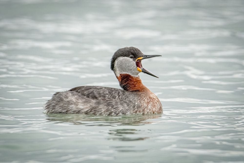 Photograph by Andrea Barlotti