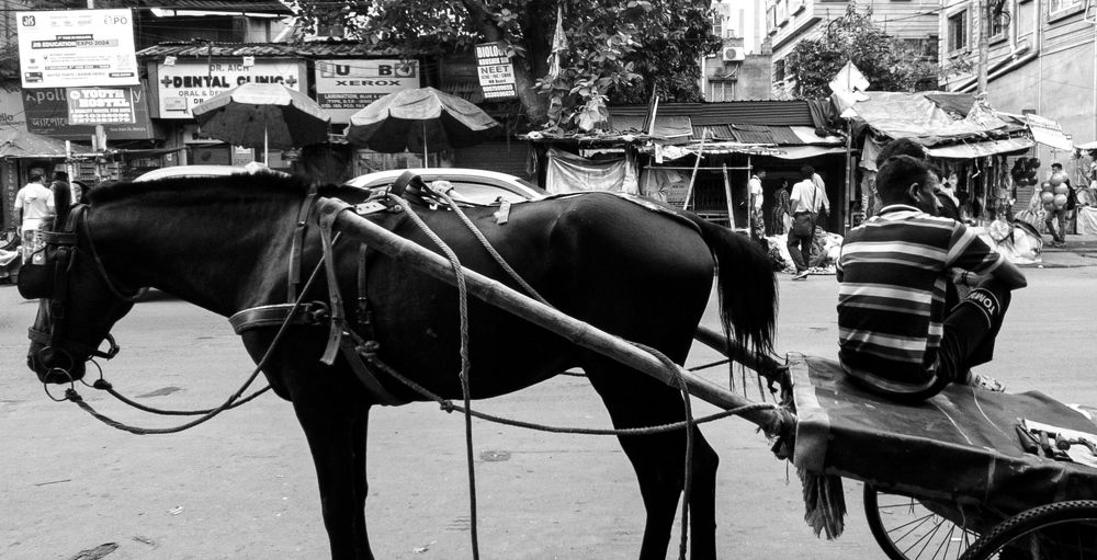 A lazy day without colour