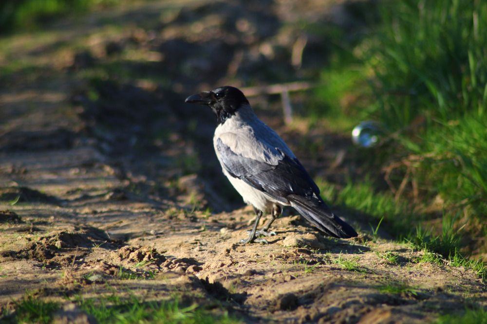 Photograph by Елена Наленч