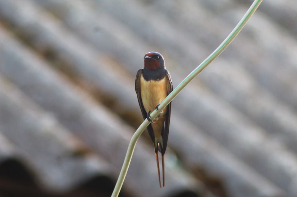 Photograph by Елена Наленч