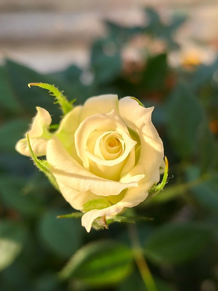 Photograph by Людмила Баглей