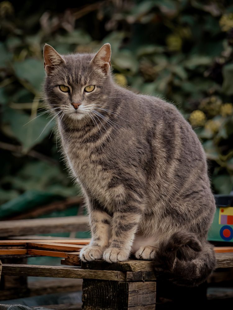 Photograph by Andrea Barlotti