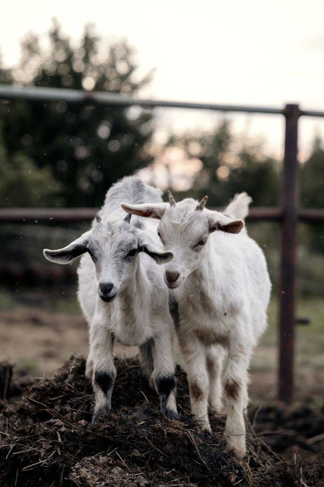 Photograph by Виктория Гаврикова