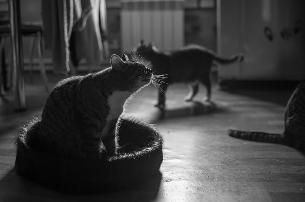 Фотография автора Anastasia Struna