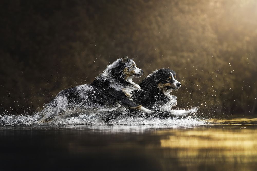 Little vikings in action