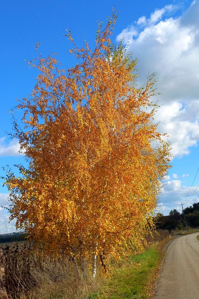 Photograph by Елена Никитина