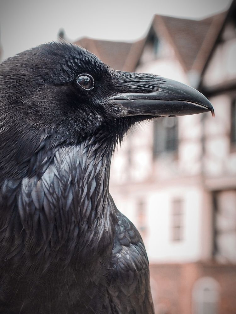 Photograph by Zinaida Sassarini