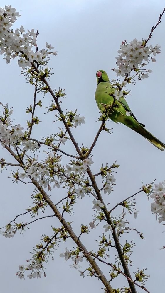 Photograph by Zinaida Sassarini