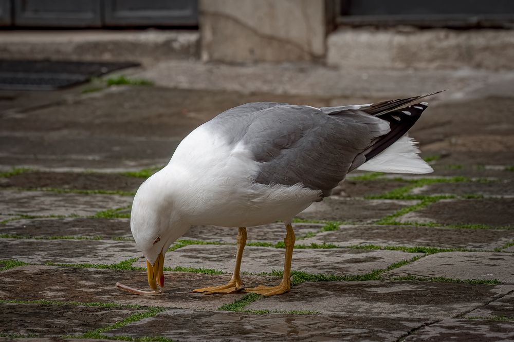 Photograph by Andrea Barlotti