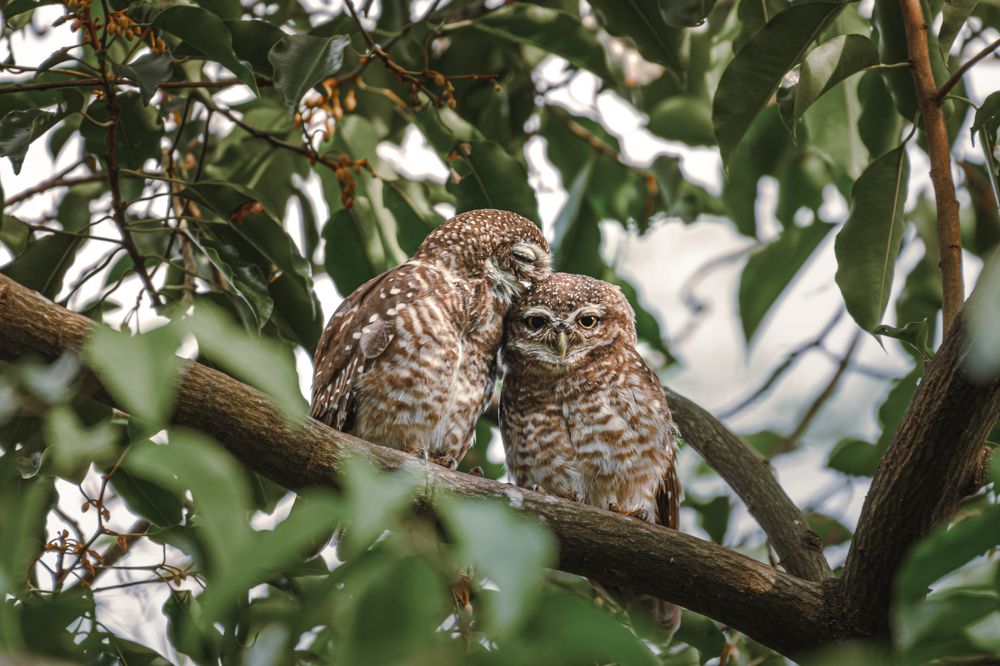 Photograph by Siddhartha Roy Choudhury