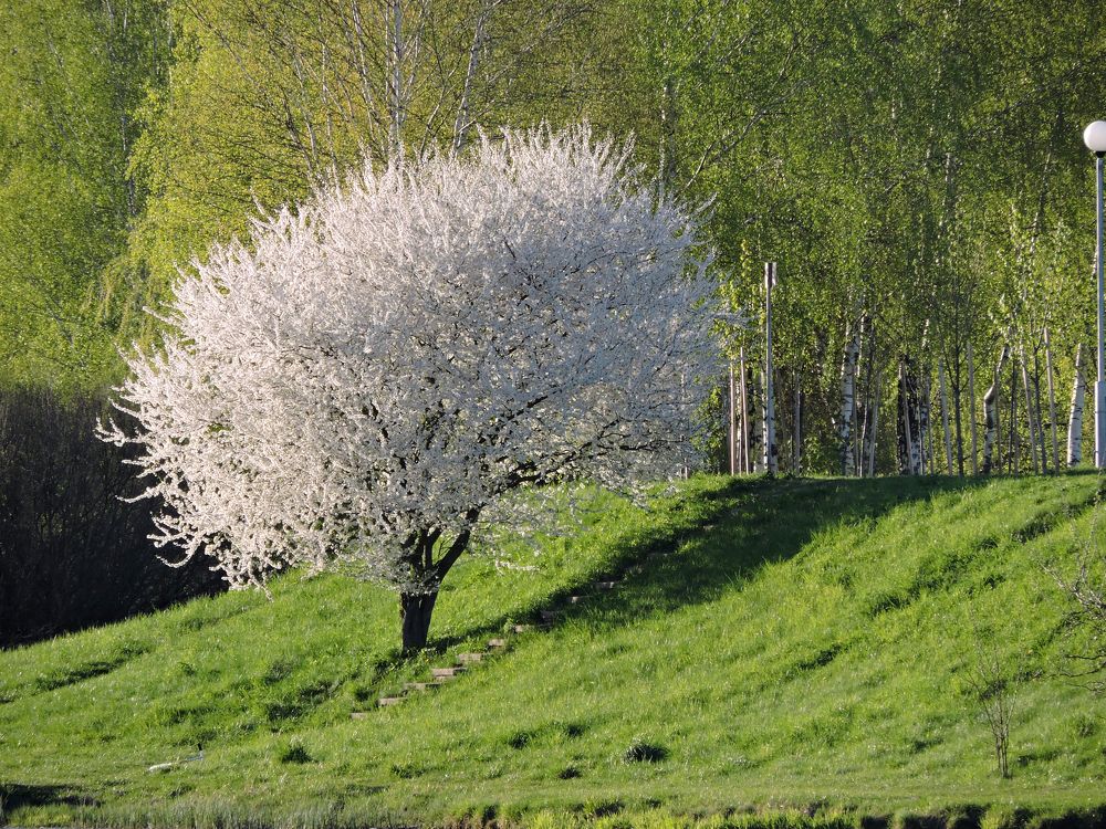 Алыча / Cherry plum