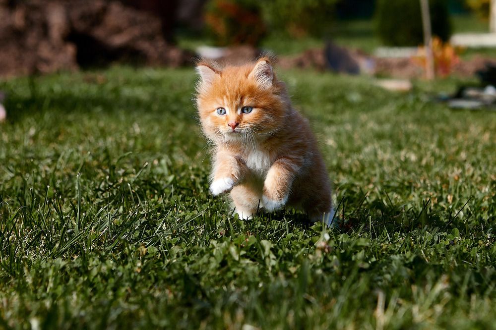 Фотография автора Totoro