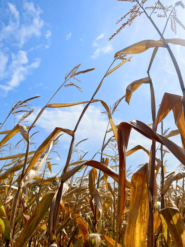 Photograph by Елена Изотова