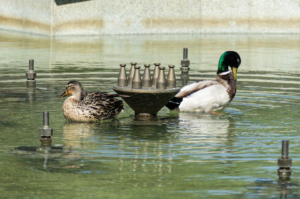 Фотография автора Сопильняк Дмитрий