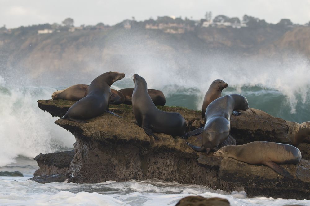 Sea lions in San Diego, the USA