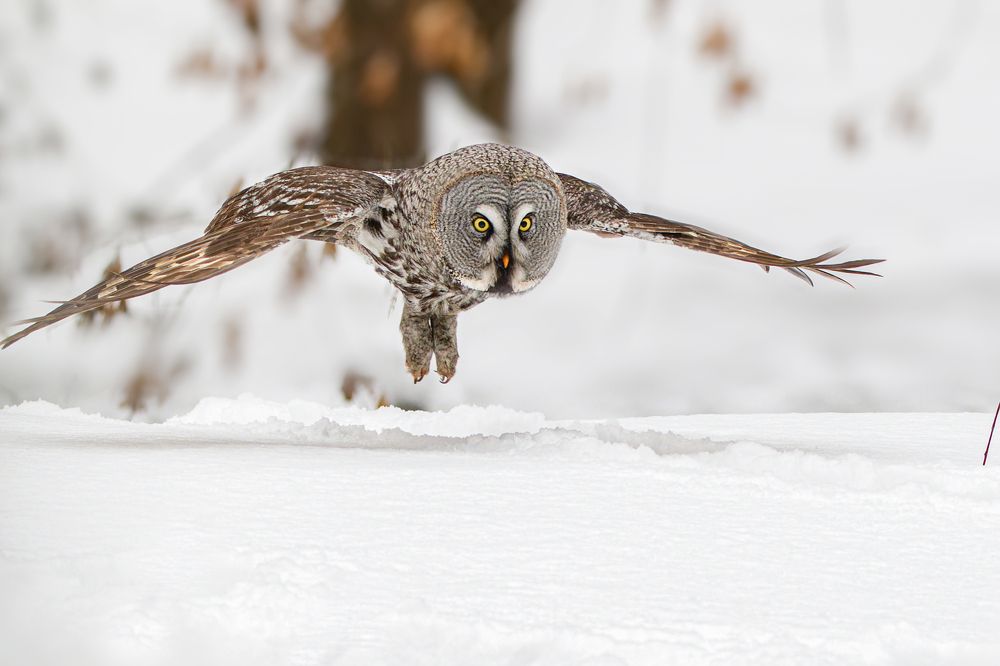 Great Gray Owl in Main Botanic Garden, Moscow