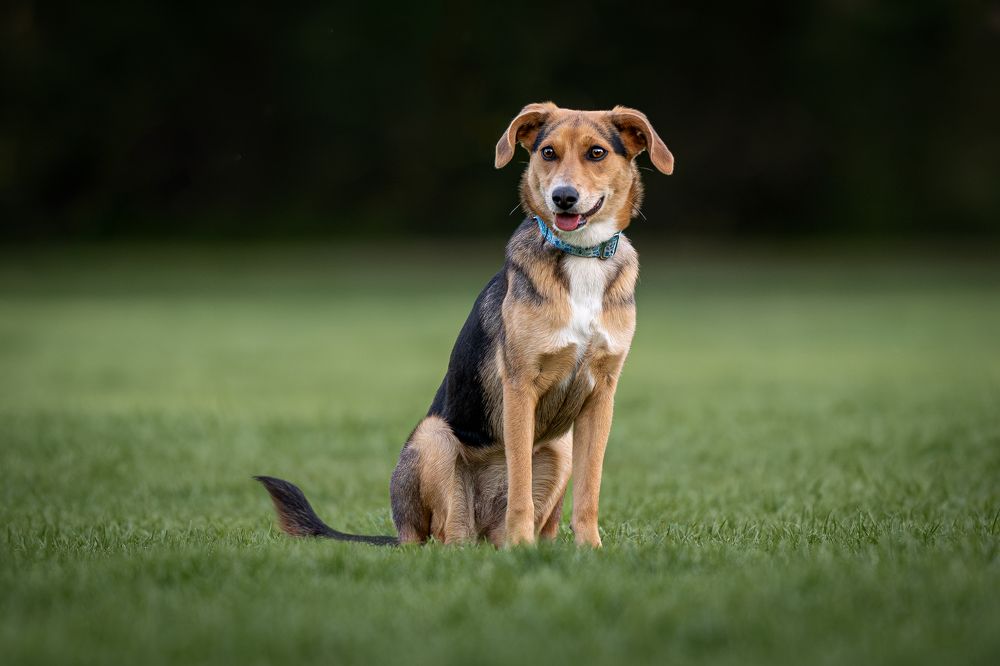 Фотография автора Krisztián Csalami