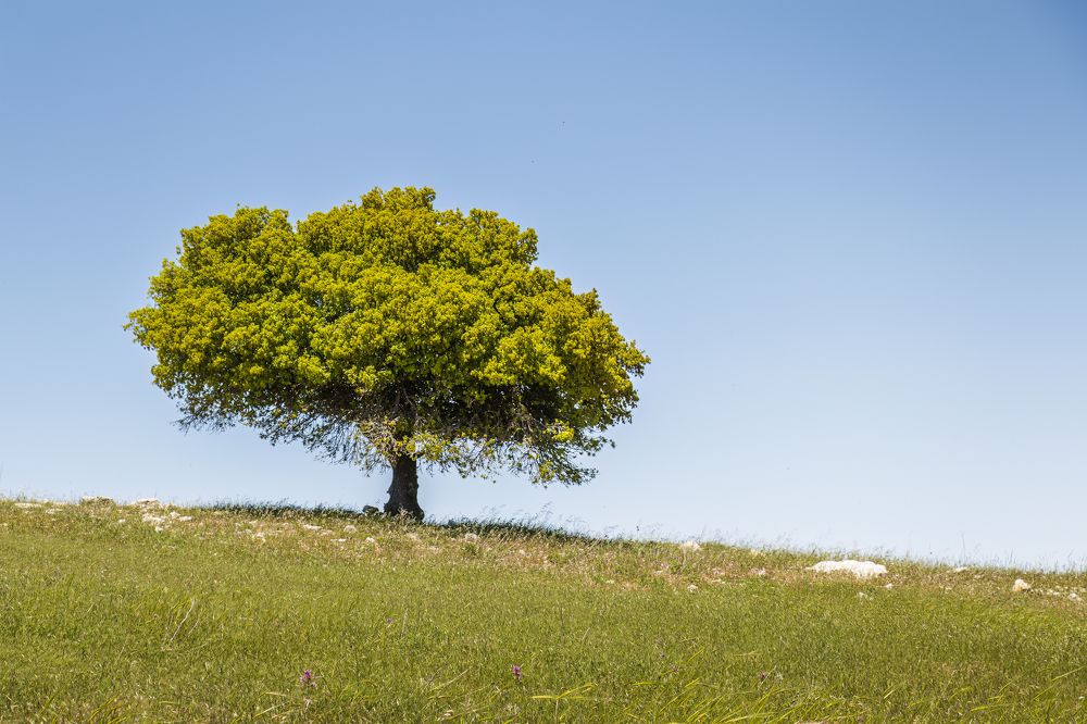 Photograph by Yanal Mufti