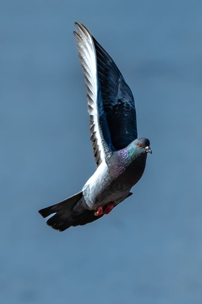 Photograph by Ольга Пачина