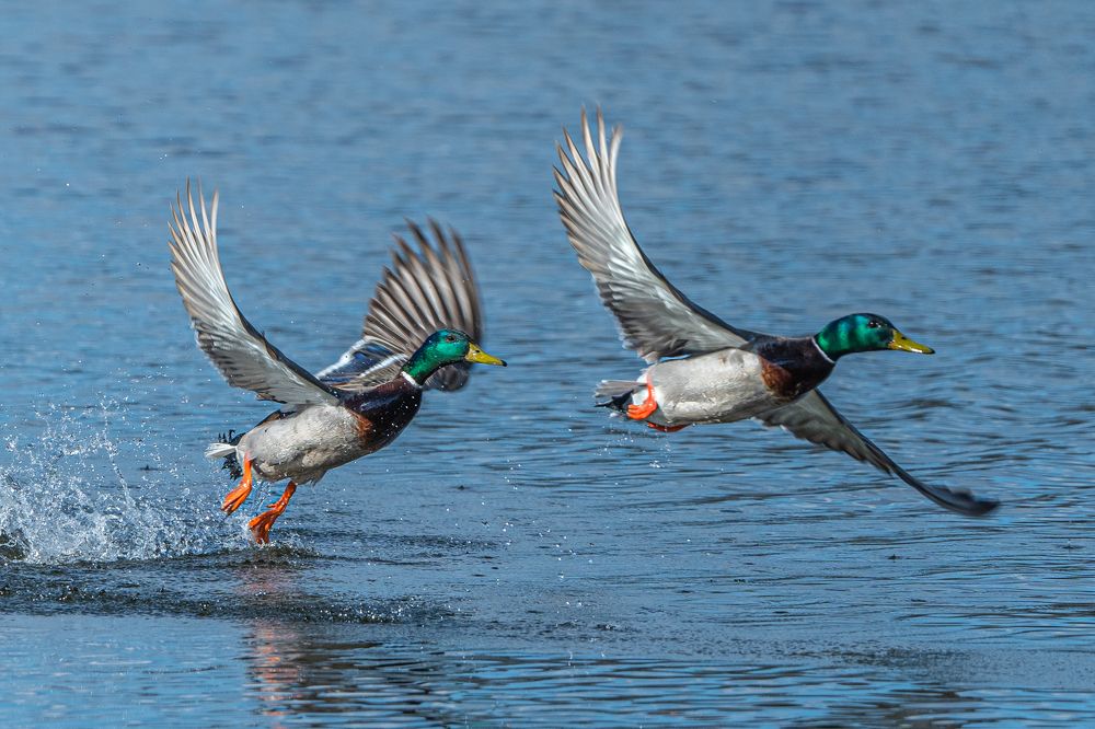 Photograph by Ольга Пачина