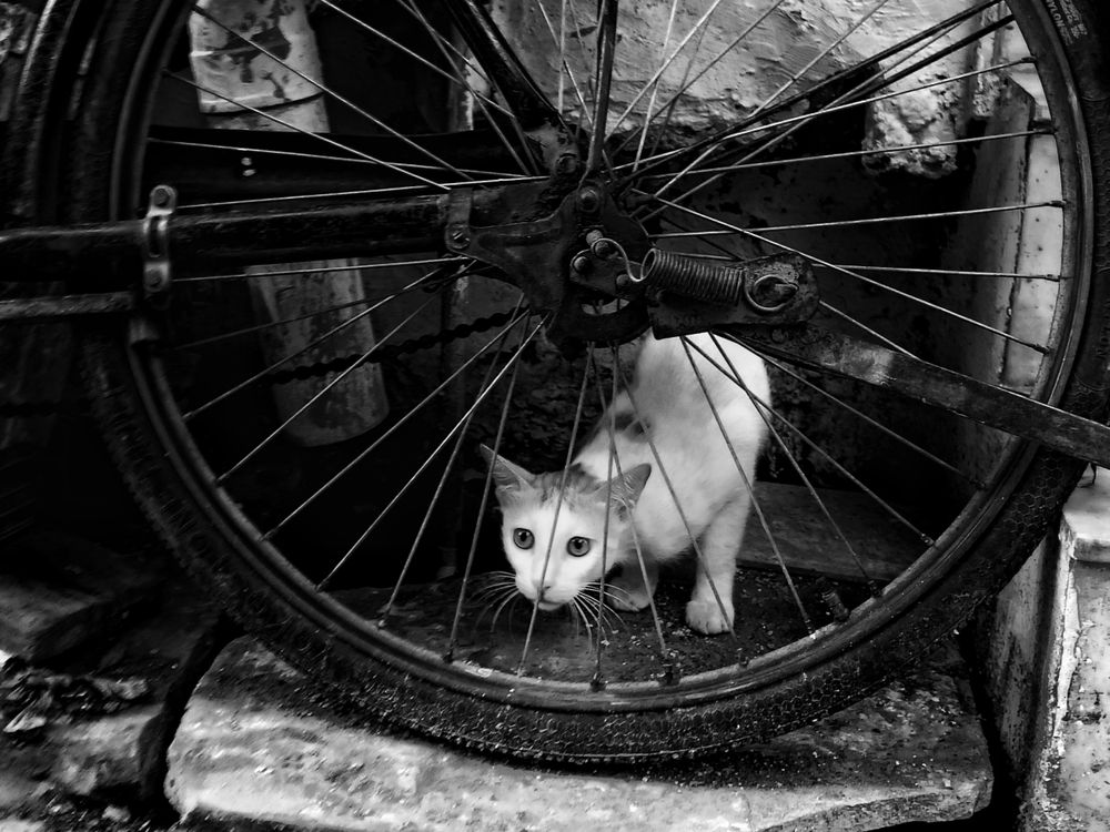 Фотография автора Sachin Gaurav