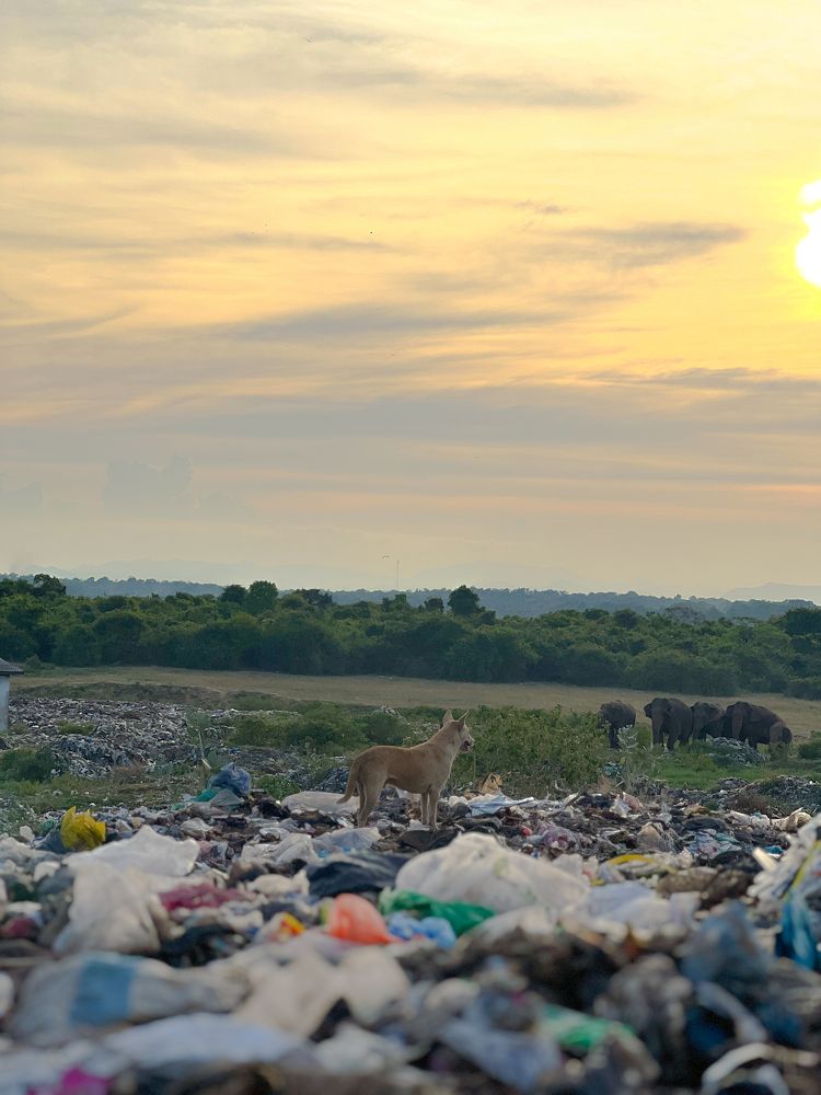 Photograph by Mathavarajah Nithurshan