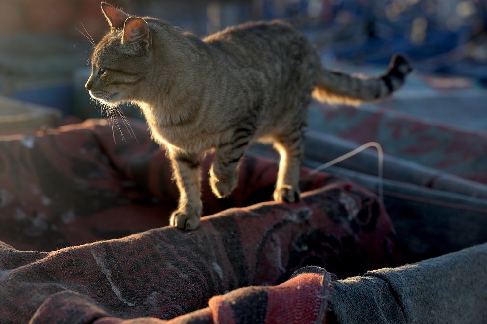 Кошка в порту Эссуэйры