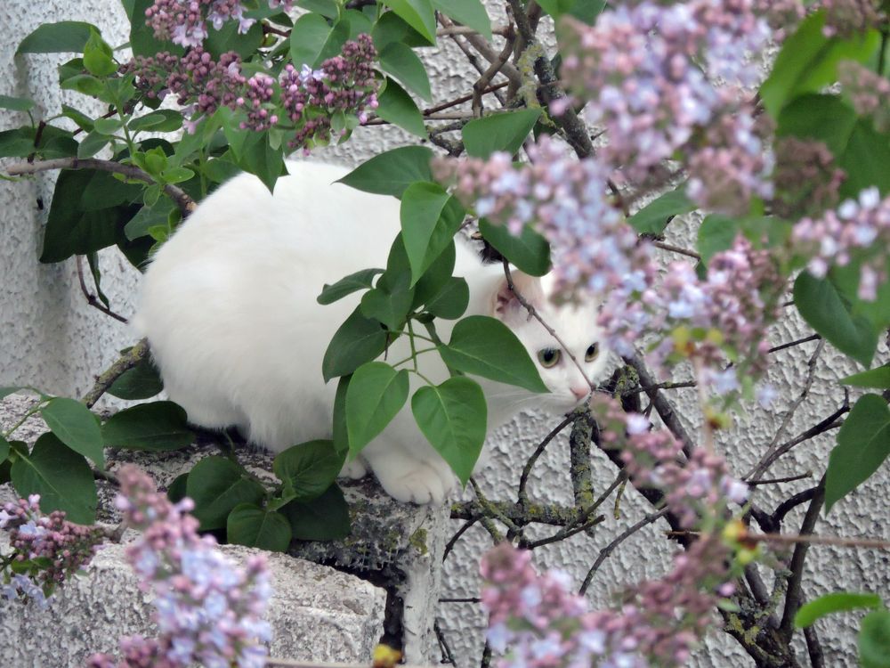 Мяу-си / Cat and Lilac