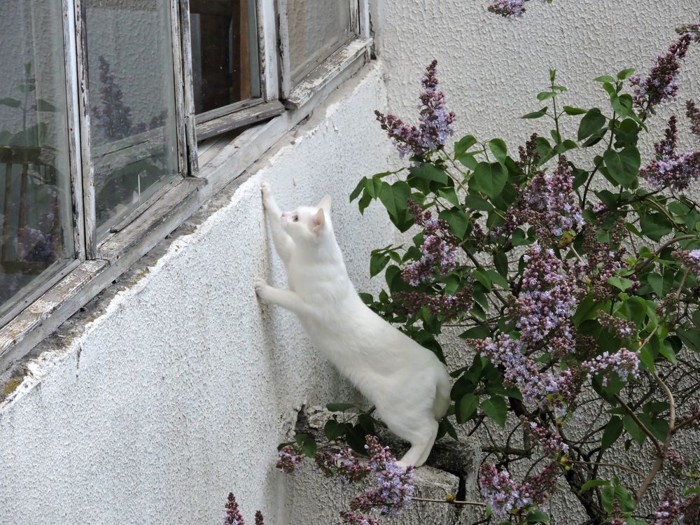 Мяу-си / Cat and Lilac