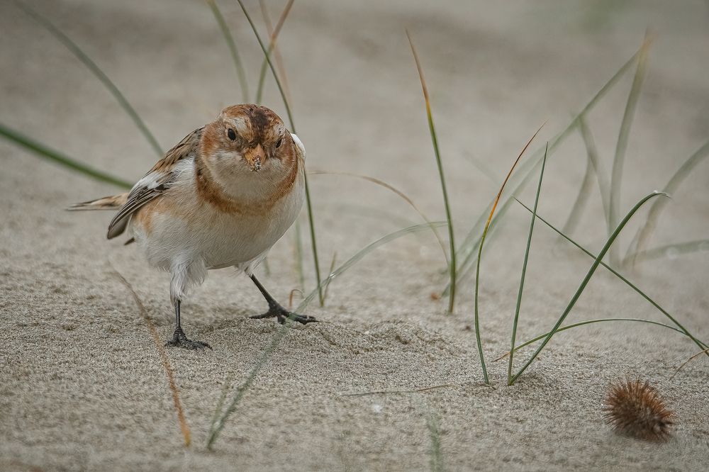 Photograph by Andrea Barlotti