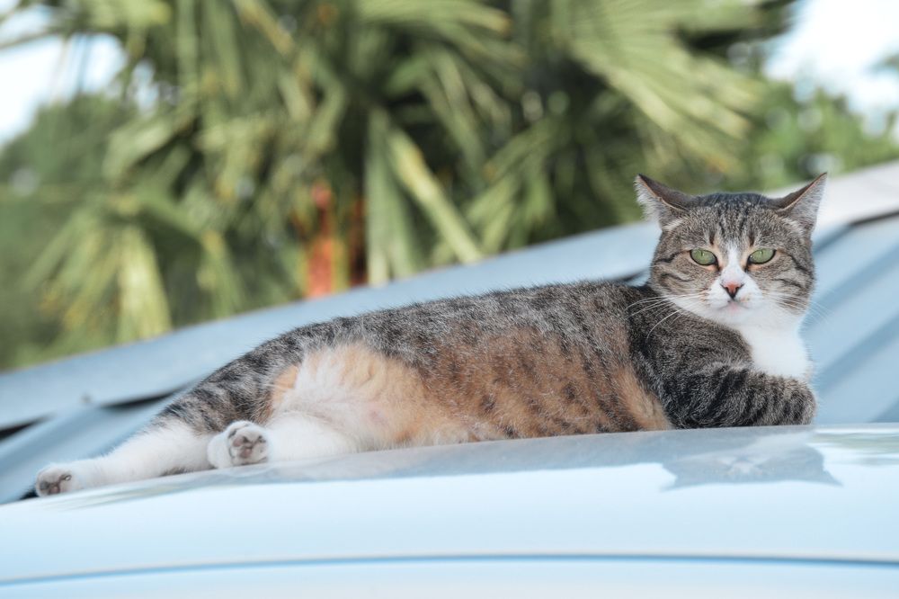 Photograph by Наталья Зверева