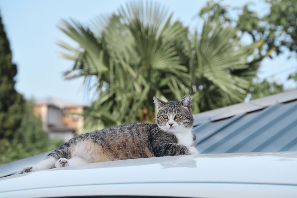 Photograph by Наталья Зверева