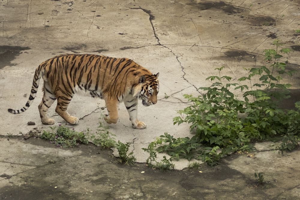 Photograph by Светлана Тарханова