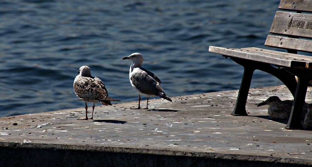 Photograph by zaid alwattar